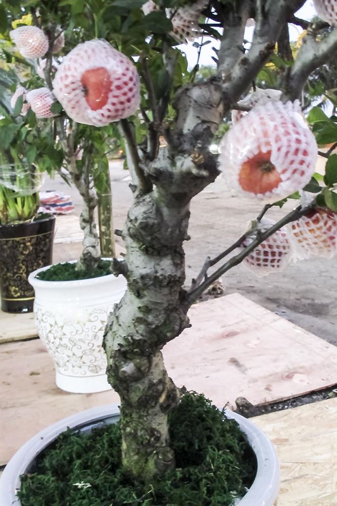 7 triệu một cây táo chơi Tết ở Hà Nội